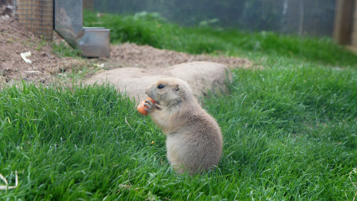 Зверьки которые роют Норы