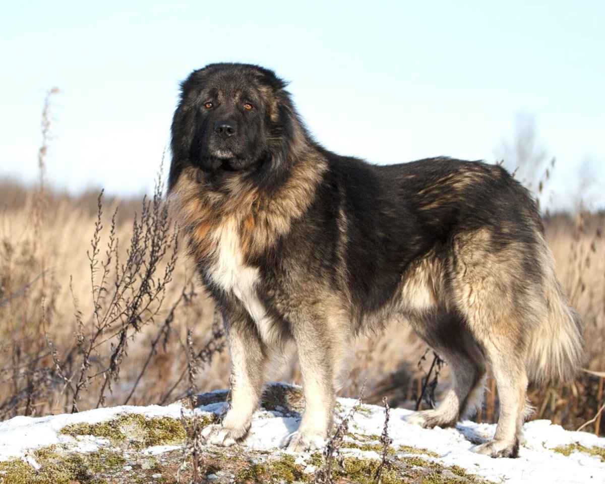 Кавказская сторожевая овчарка