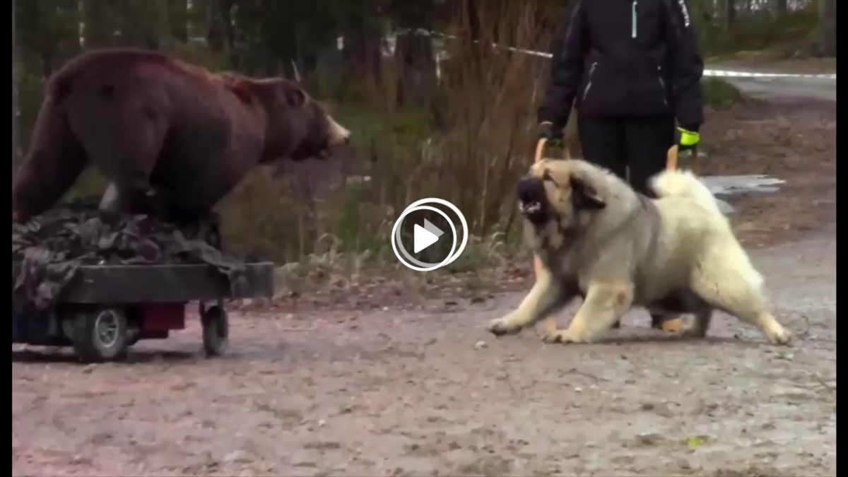 Волкодав кавказский кавказский