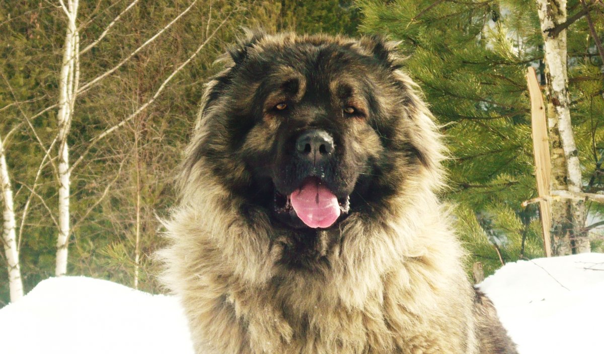 Среднеазиатская овчарка волкодав