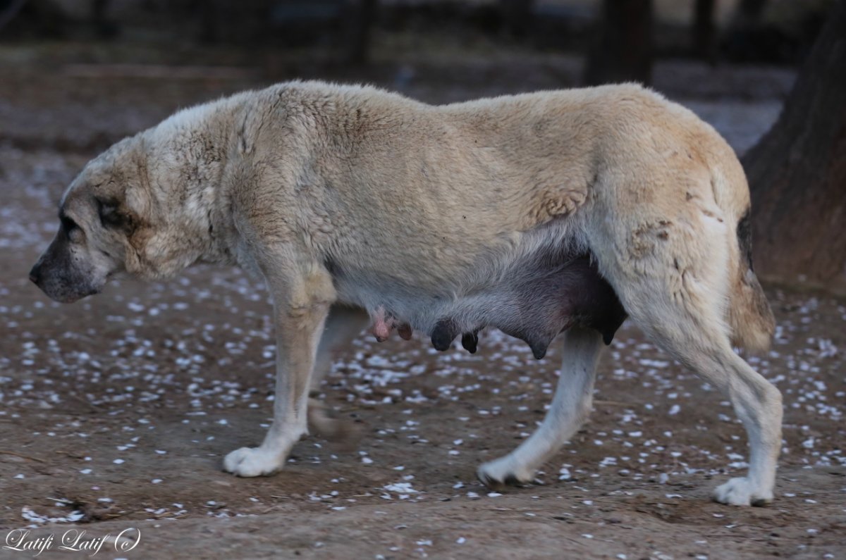 Кавказский волкодав Машук