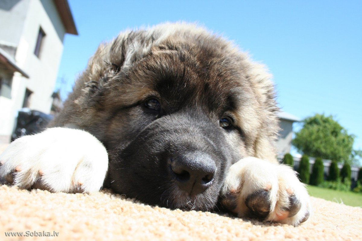 Кавказская овчарка волкодав