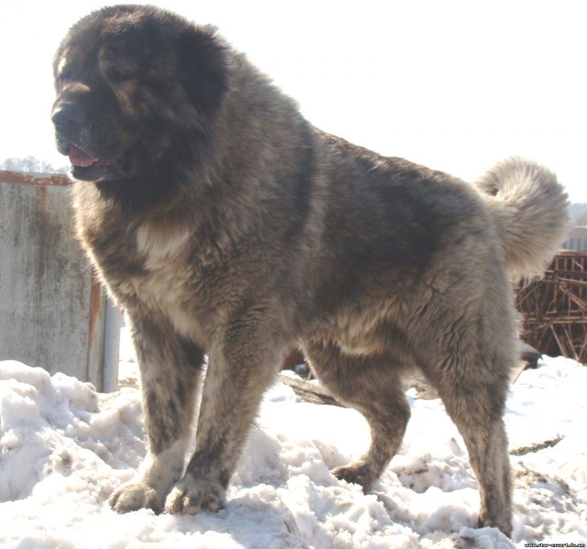 Кавказская овчарка
