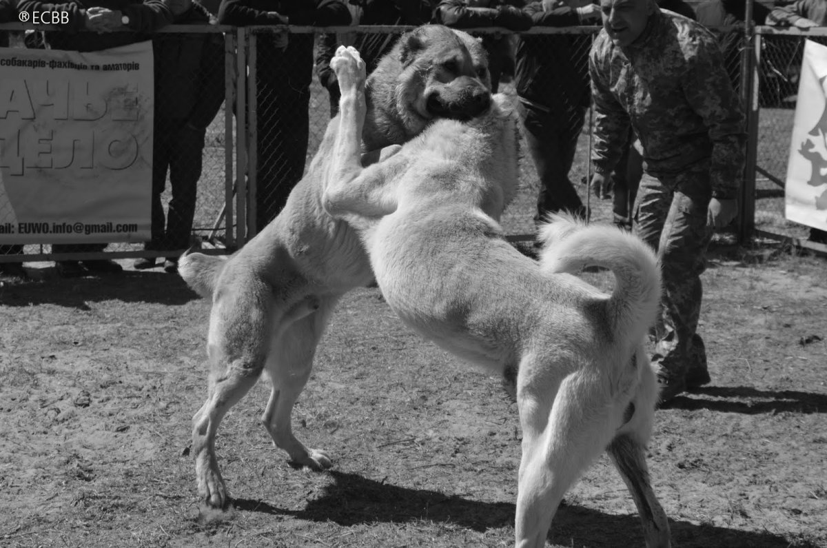 Грузинская Кавказская овчарка