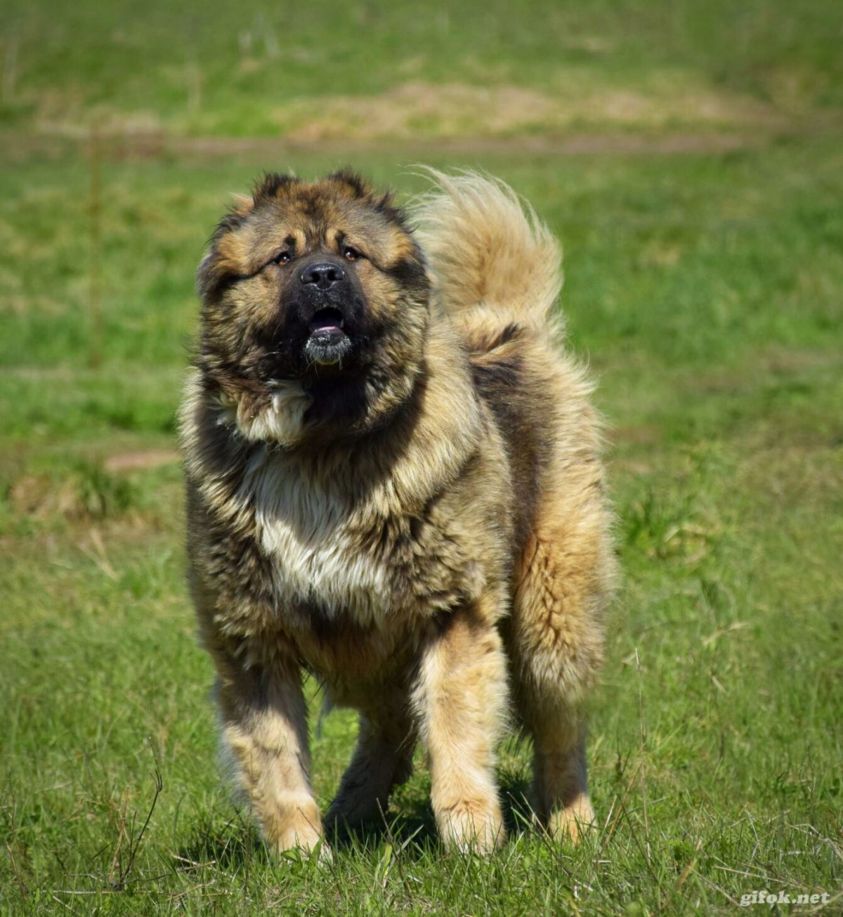 Волкодав воин