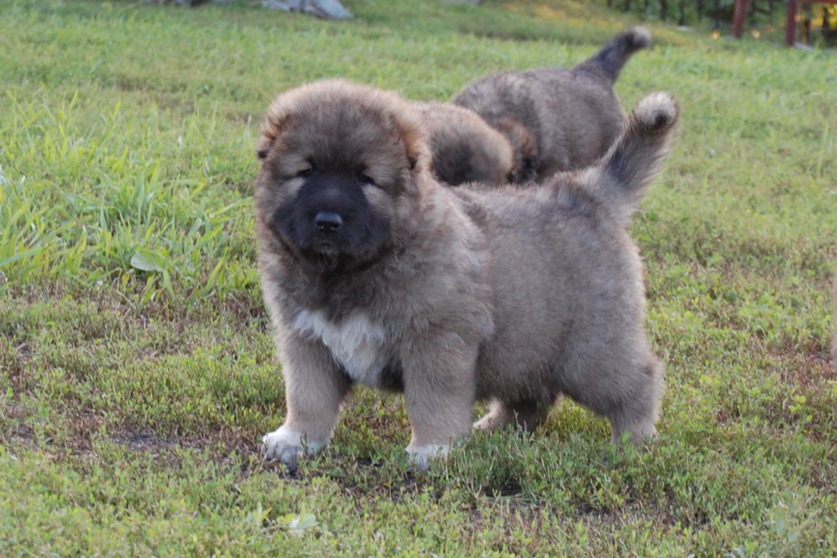 Киргизский волкодав киргизский волкодав