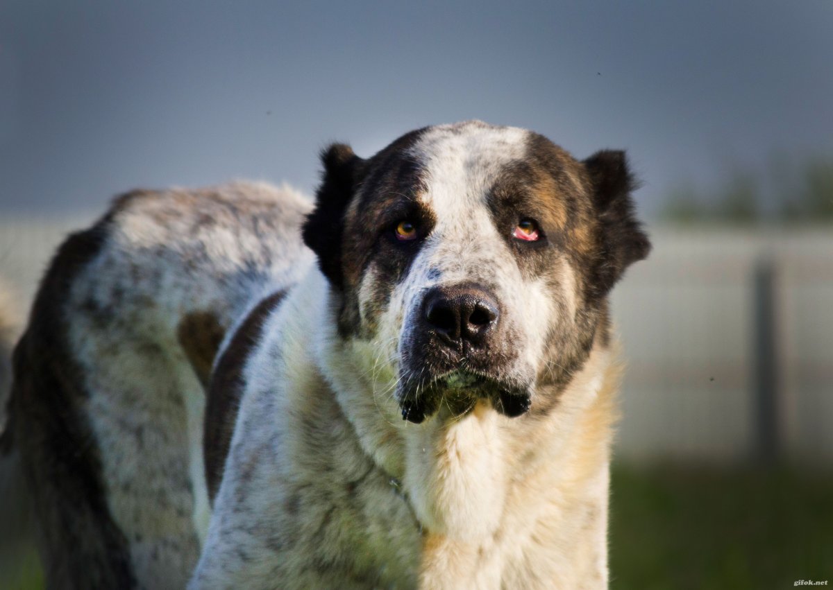 Кавказский волкодав
