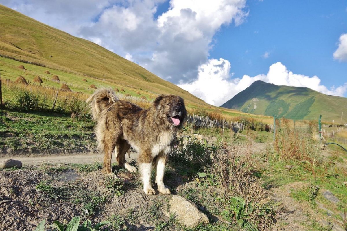 Собака Среднеазиатская овчарка алабай