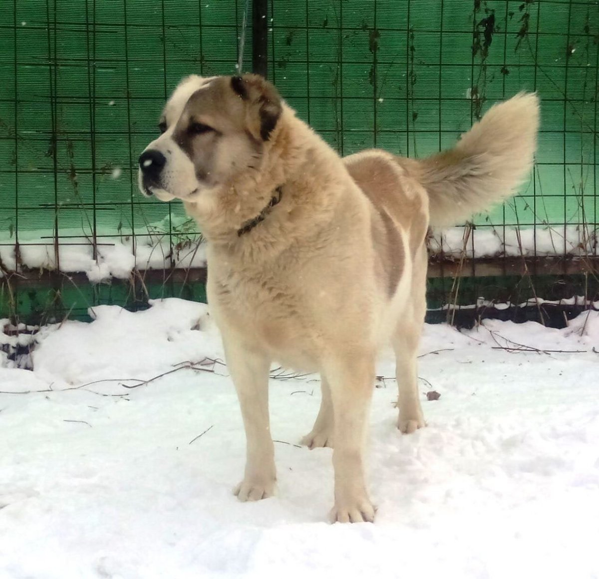 Среднеазиатская овчарка волкодав