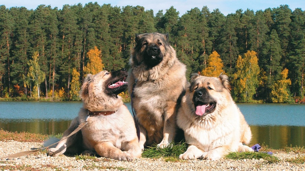 Нагази Грузинская овчарка