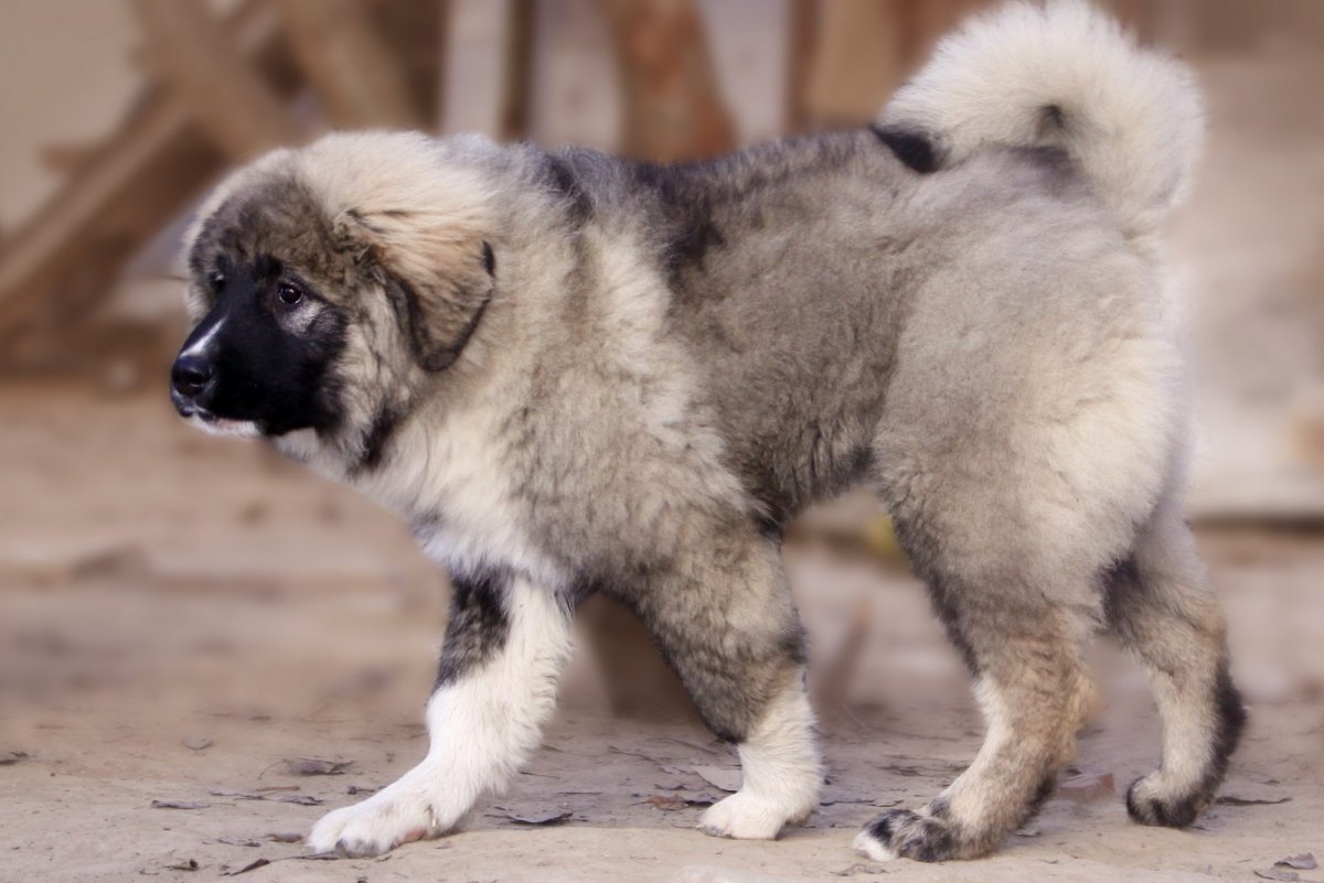 Собаки породы волкодав и Кавказская овчарка