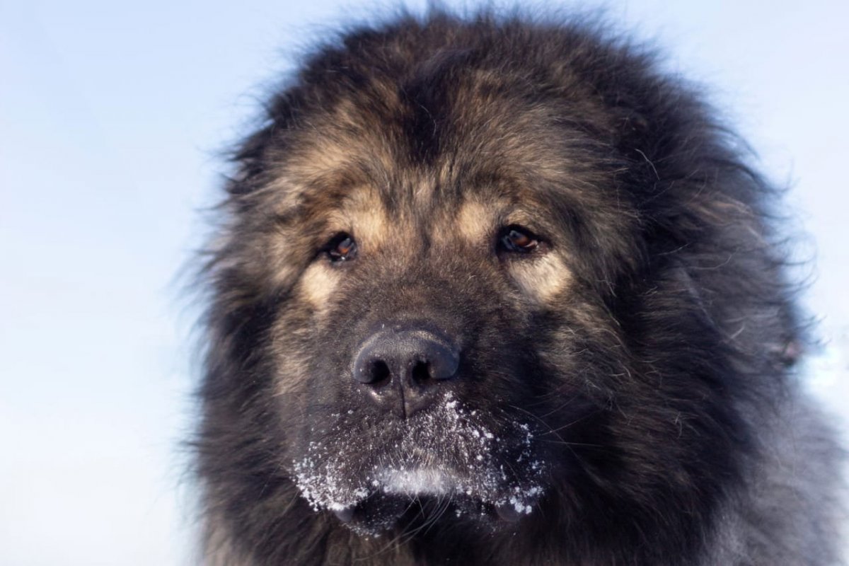 Волкодав алабай и Кавказская овчарка