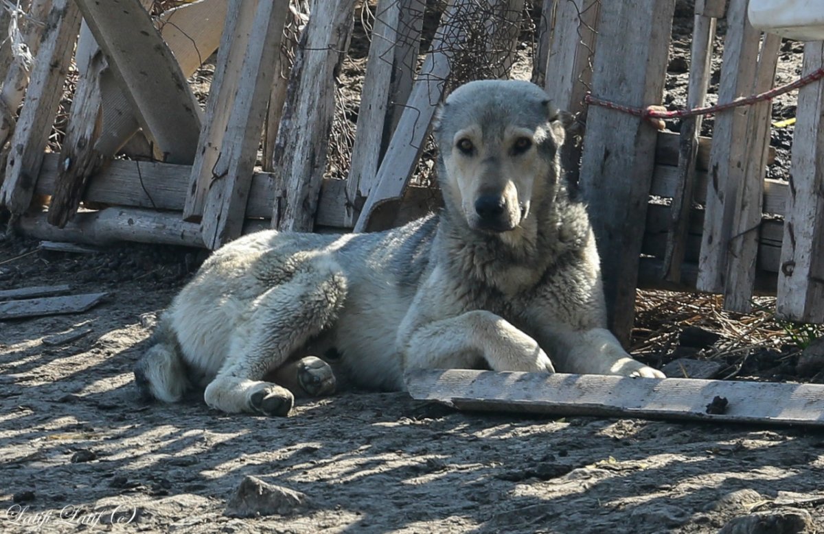 Северо кавказский волкодав