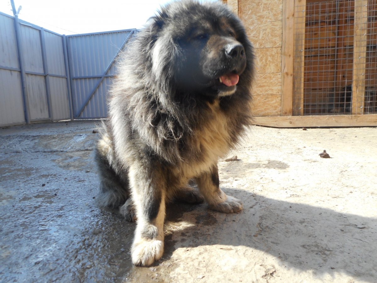 Кутята кавказской овчарки