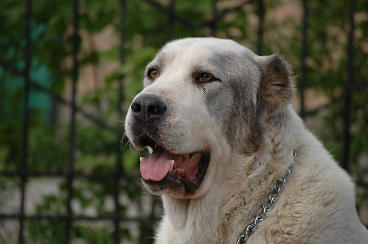 Нагази Грузинская овчарка