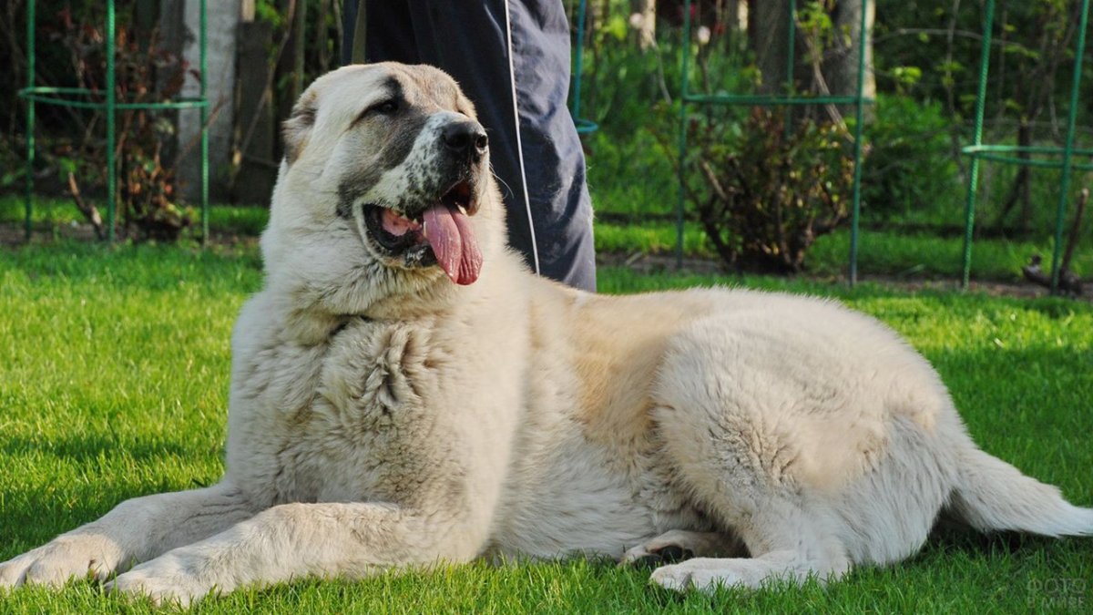 Кавказская овчарка великан