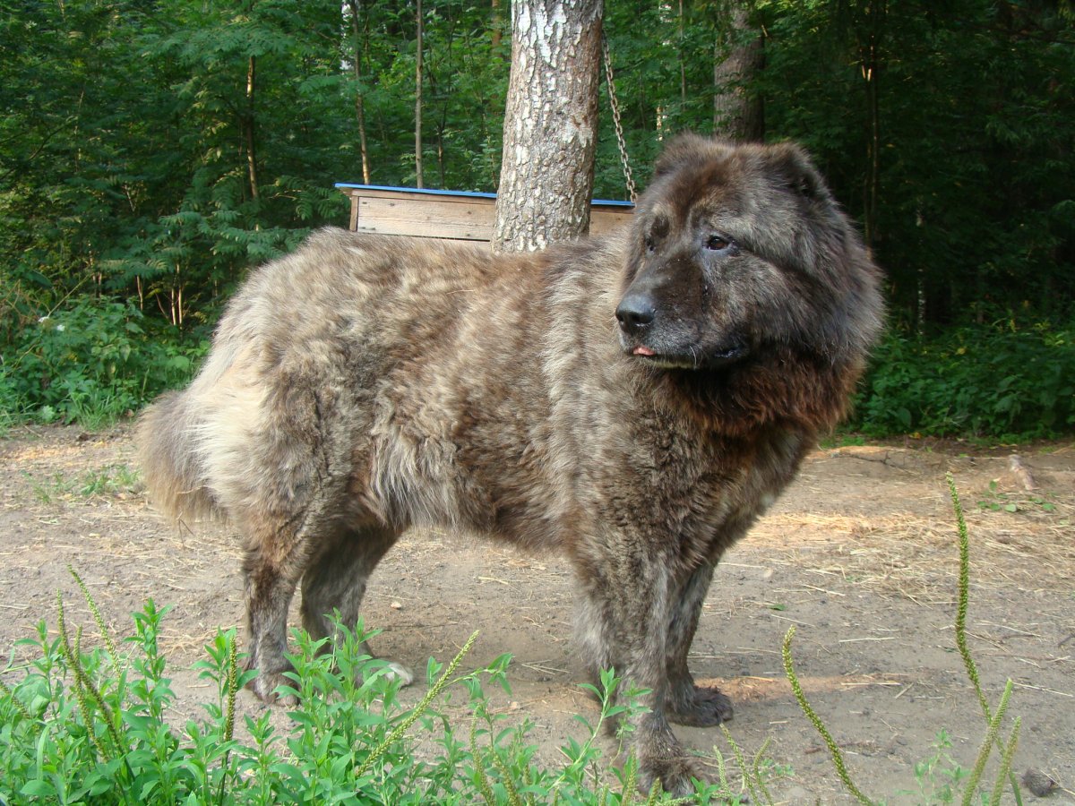 Брошенная Кавказская овчарка
