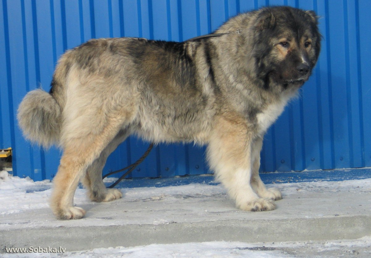 Порода Кавказская овчарка волкодав