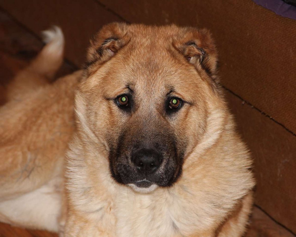 Карачаево Черкесский волкодав