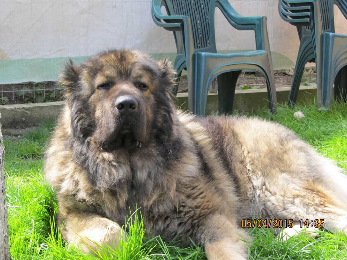 Кавказские овчарки линии Осман