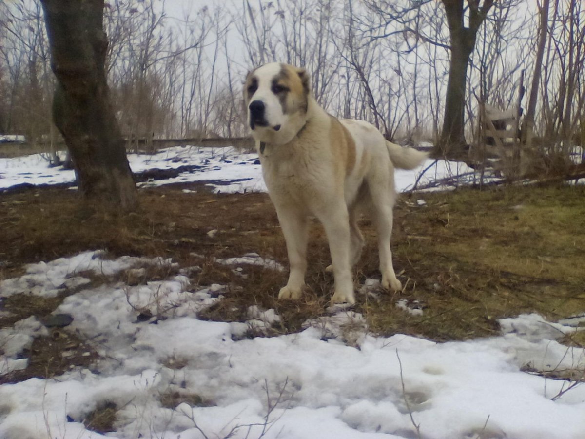 Кавказский волкодав черный