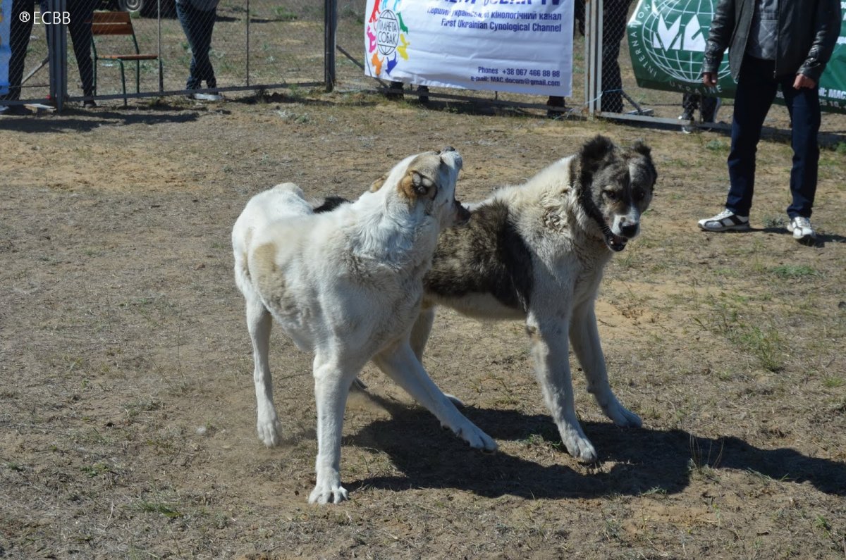Кавказская овчарка большая