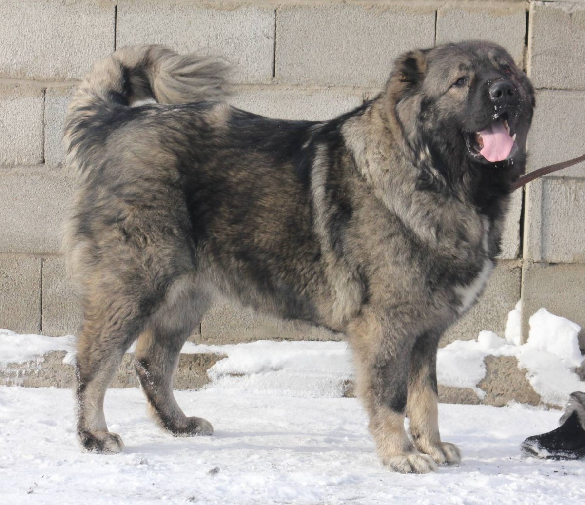 Таджикистан пастух собака волкодав