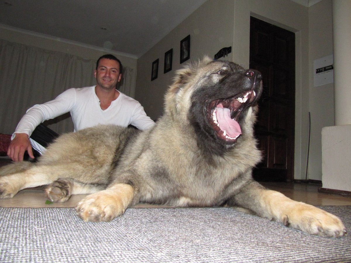 Волкодав собака Среднеазиатская овчарка