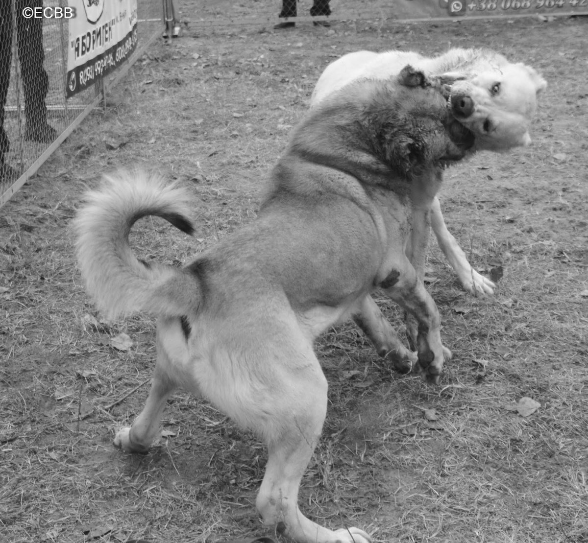 Степная овчарка