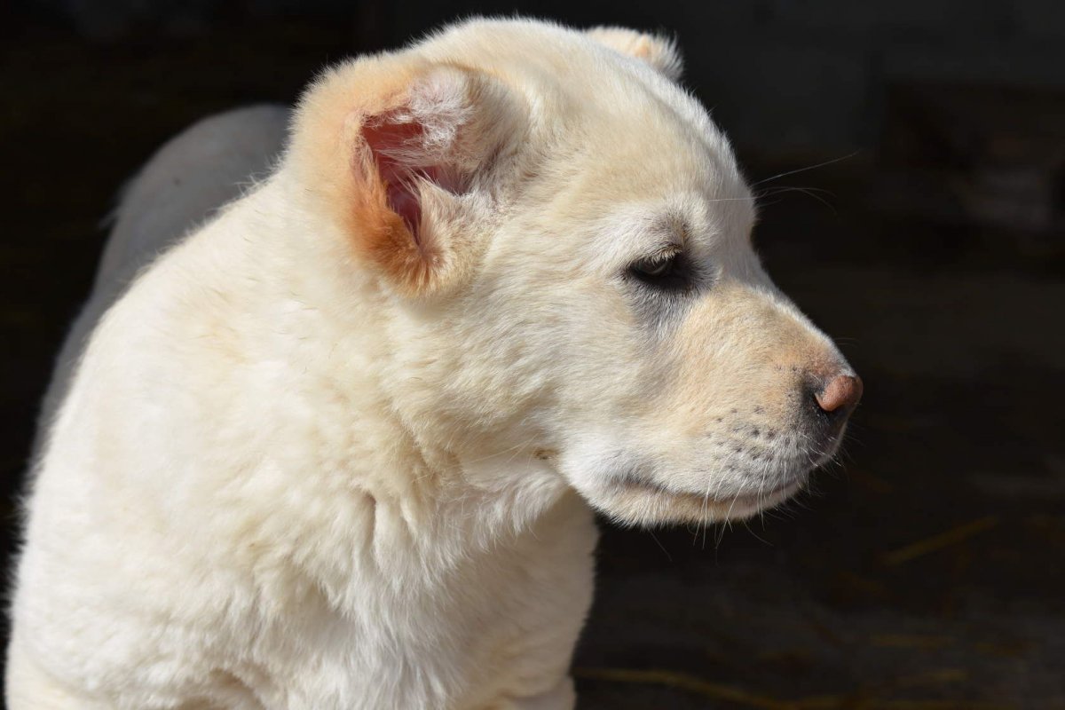 Карачаевский волкодав