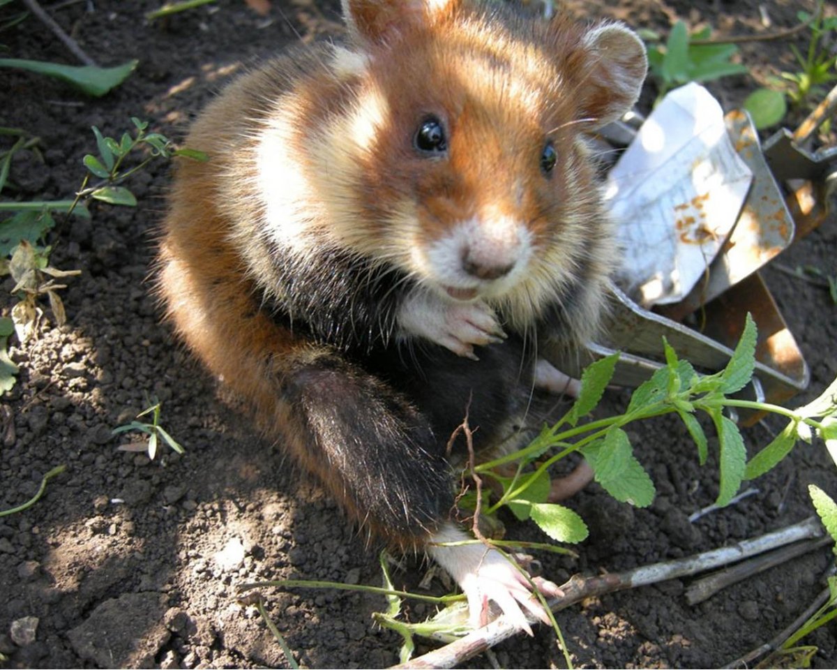 Земляная собака в огороде