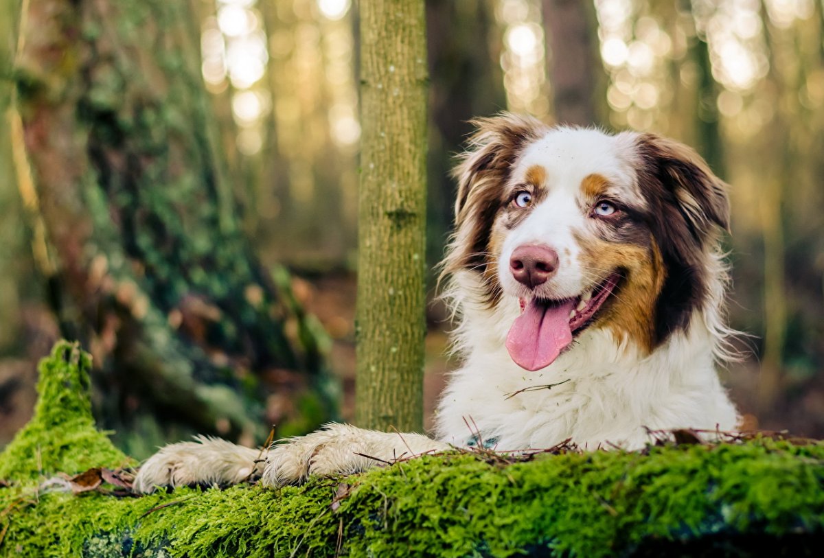 Собака австралийская овчарка