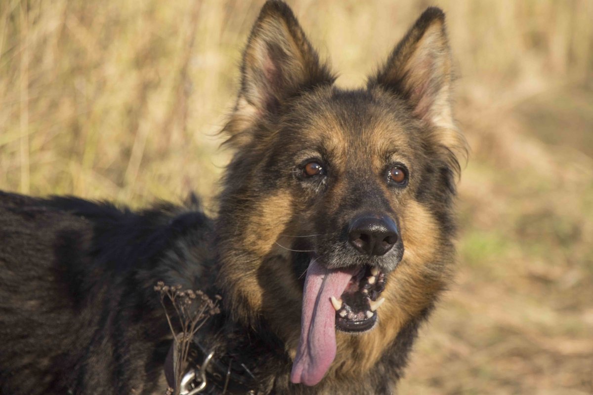 Австралийская овчарка / Australian Shepherd