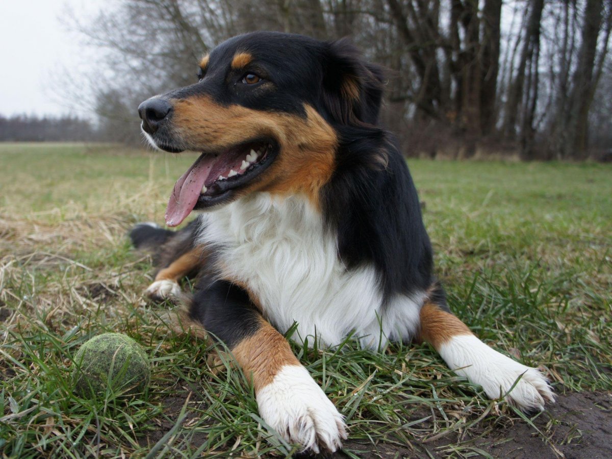 Аусси однотонные