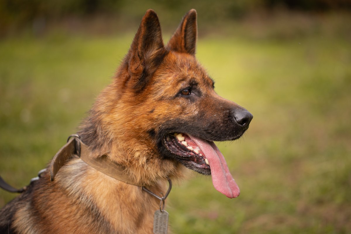 Австралийская пастушья овчарка