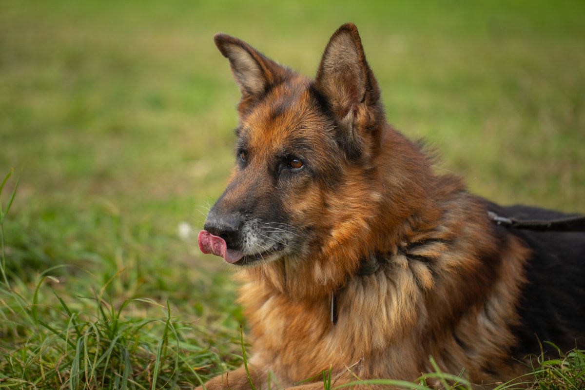 Той овчарка