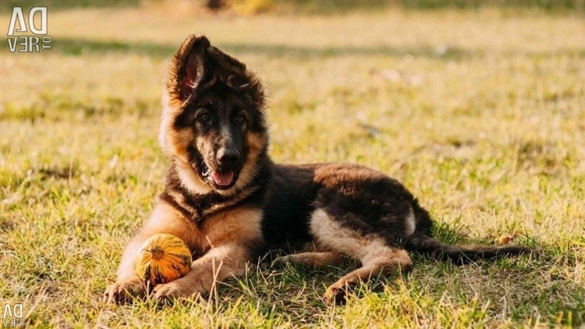 Карликовая Бельгийская овчарка