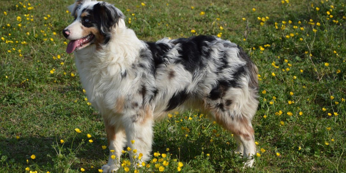 Немецкая овчарка Шеферд щенки