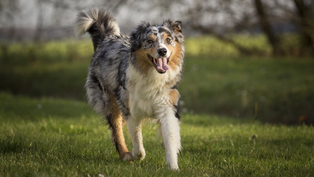 Аусси австралийская овчарка