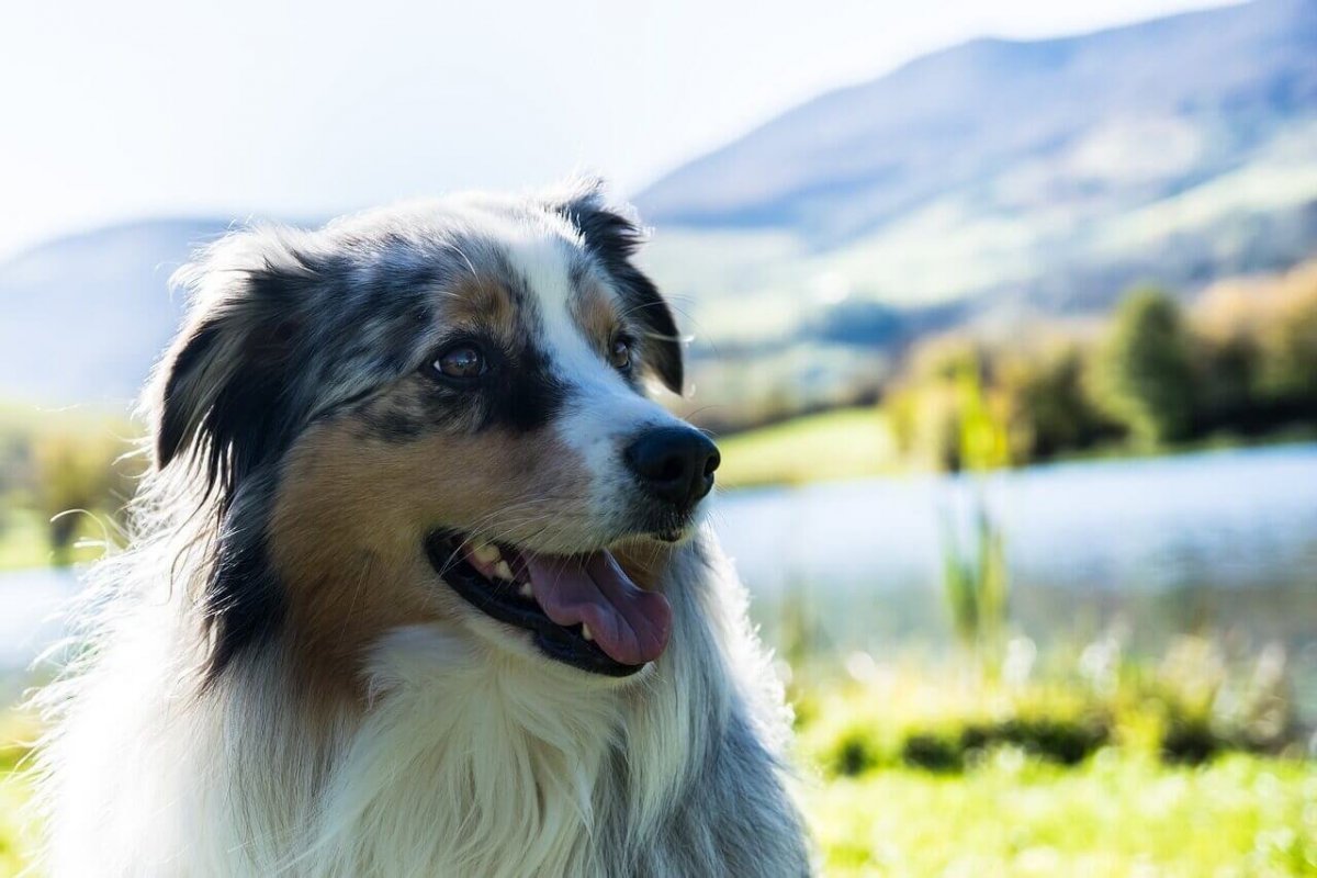 Австралийская овчарка / Australian Shepherd