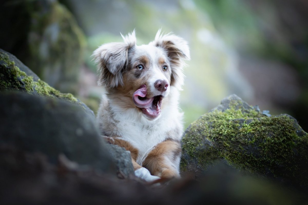 Аусси ЭГГ коала