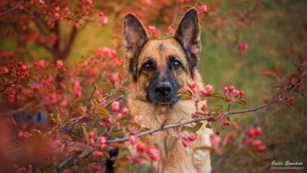 Чёрная немецкая Овчарна