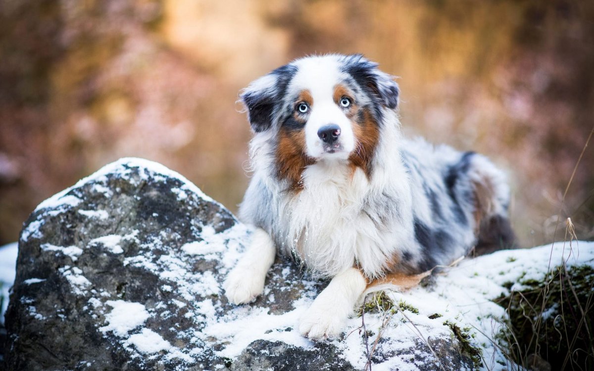 Лангедокская овчарка