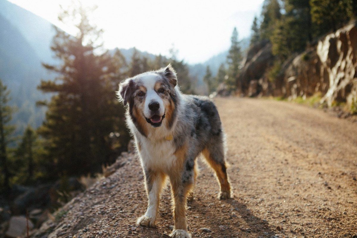 Австралийская овчарка злая