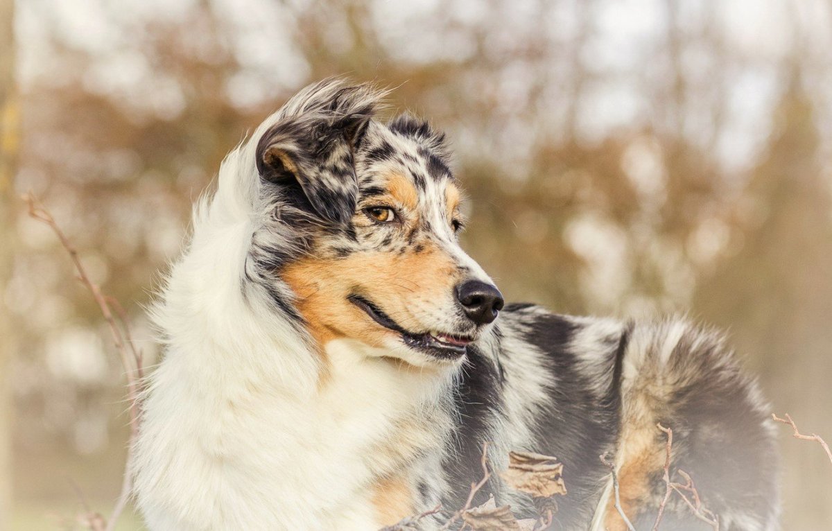 Йоркширская овчарка