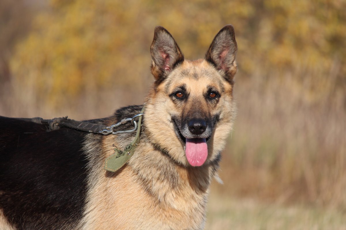 Пастухова овчарка