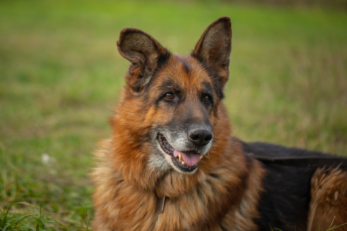 Немецкая овчарка флаффи