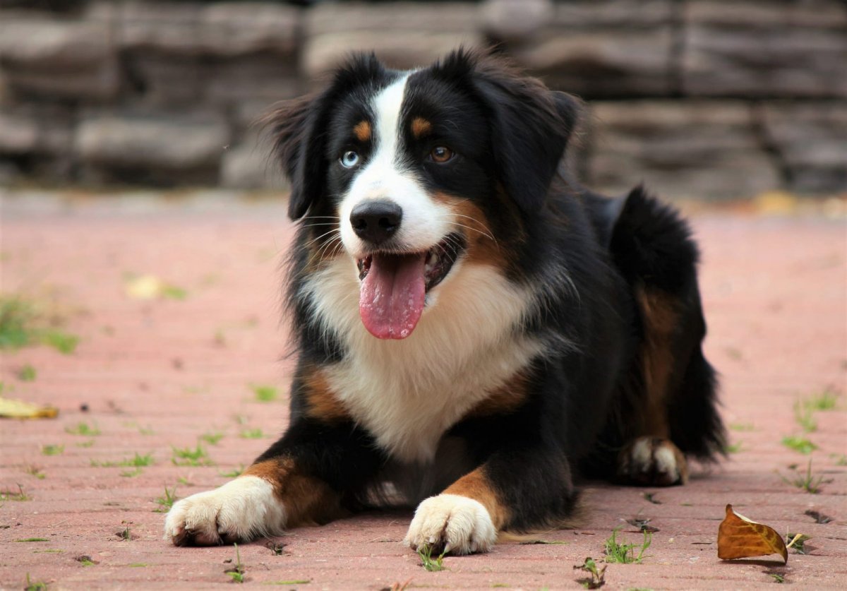 Немецкая овчарка