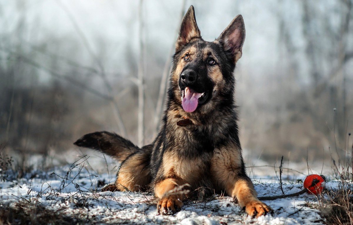 Активная овчарка