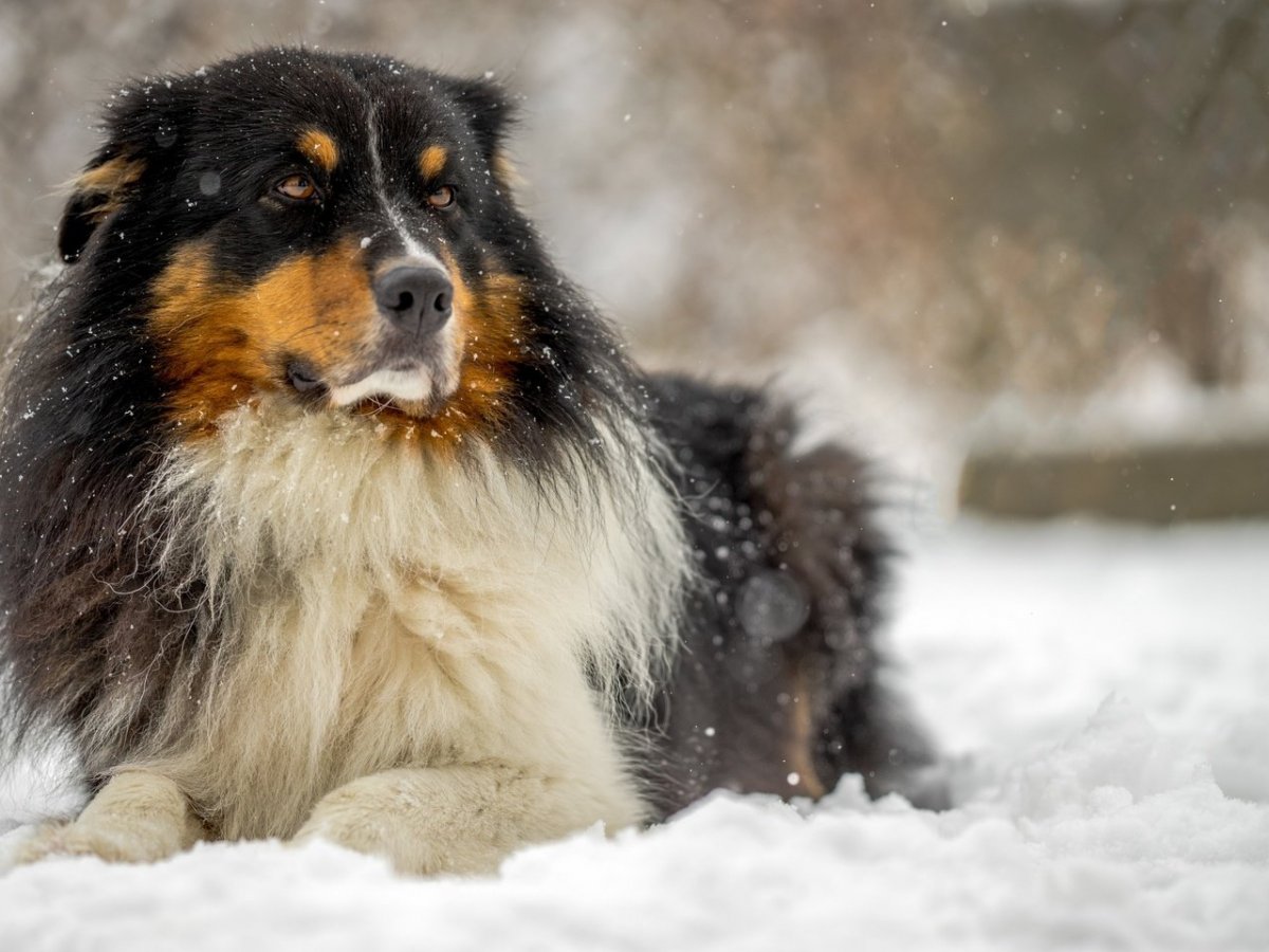 Аусси австралийская овчарка